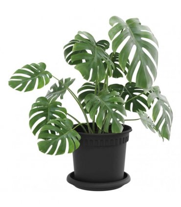 vidaXL Plant Pots 6 pcs Black Plastic